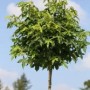 Pflanzen-Boering Kugel-Amberbaum, Stämmchen mit runder Krone und grünen Blättern vor blauem Himmel.