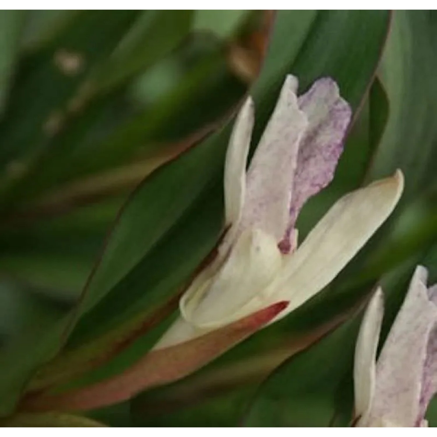 Ingwer Orchidee - Roscoea beesiana
