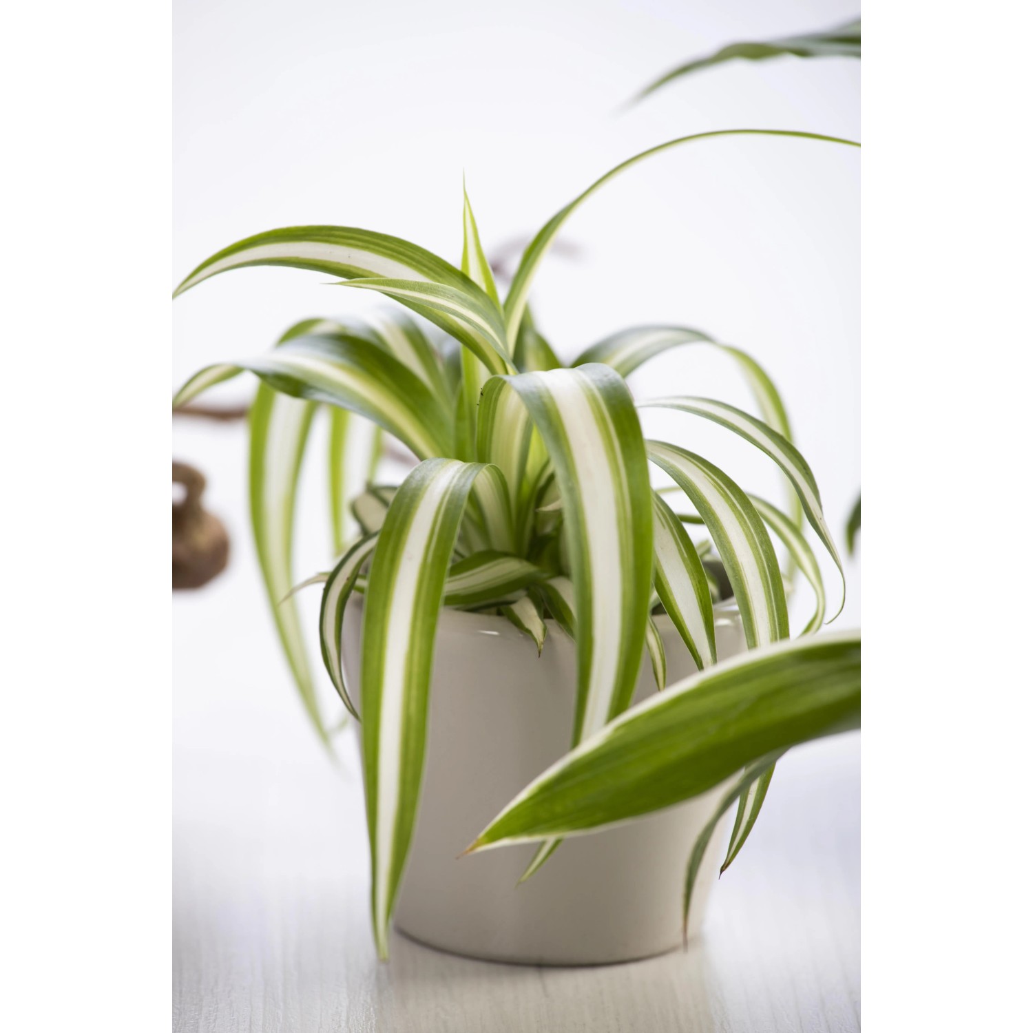 monstera im sommer auf balkon Monstera deliciosa | Fensterblatt