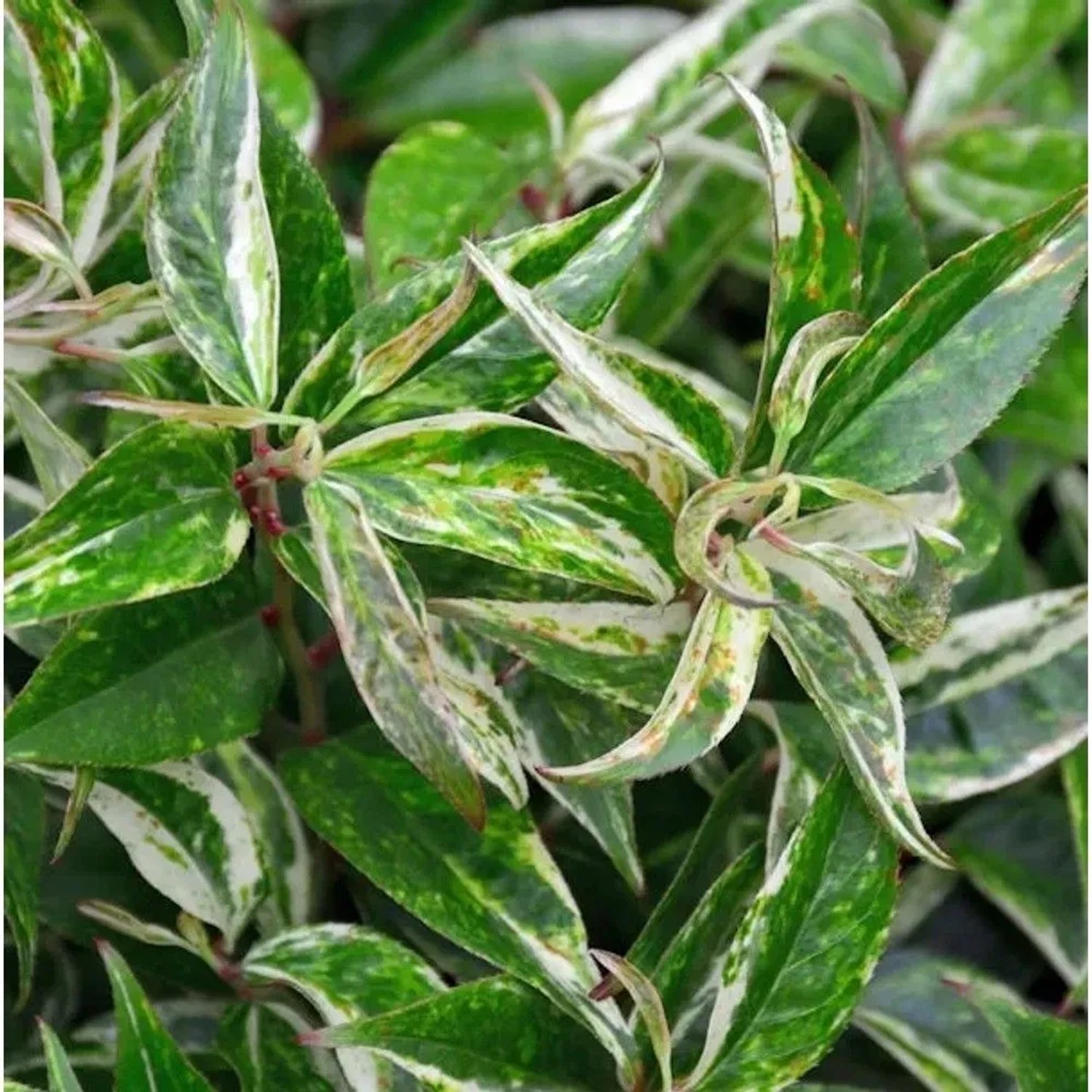 Buntblättrige Traubenheide Rainbow 15-20cm - Leucothoe walteri