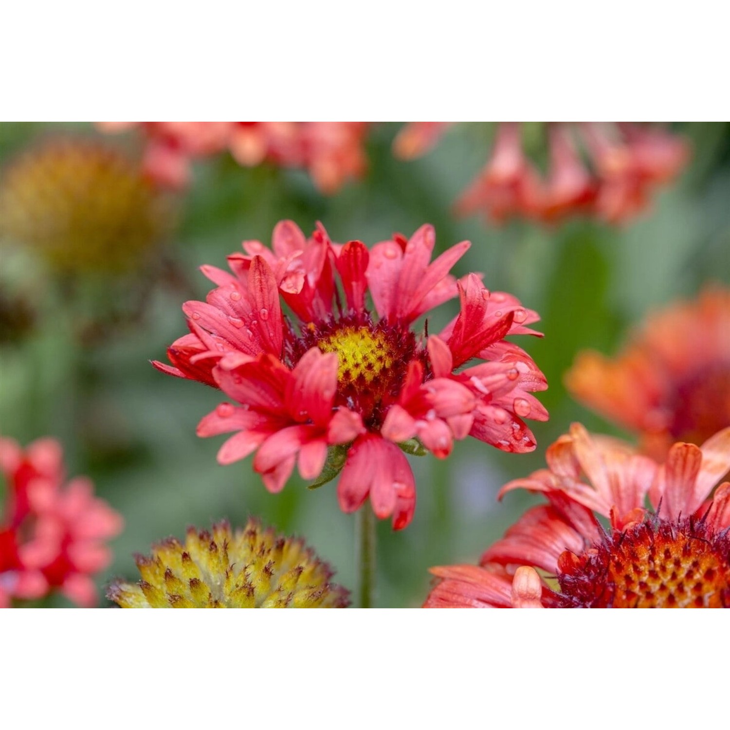 Gaillardia X Grandiflora Fanfare Blaze Kokardenblume Ca. 11x11 cm Topf günstig online kaufen