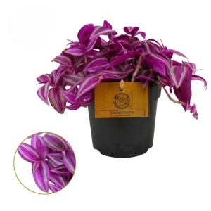 Dreimasterblume Pink Paradise mit rosa-grün panaschierten Blättern im schwarzen Topf (Ø 10,5 cm). Dekorative Zimmerpflanze.