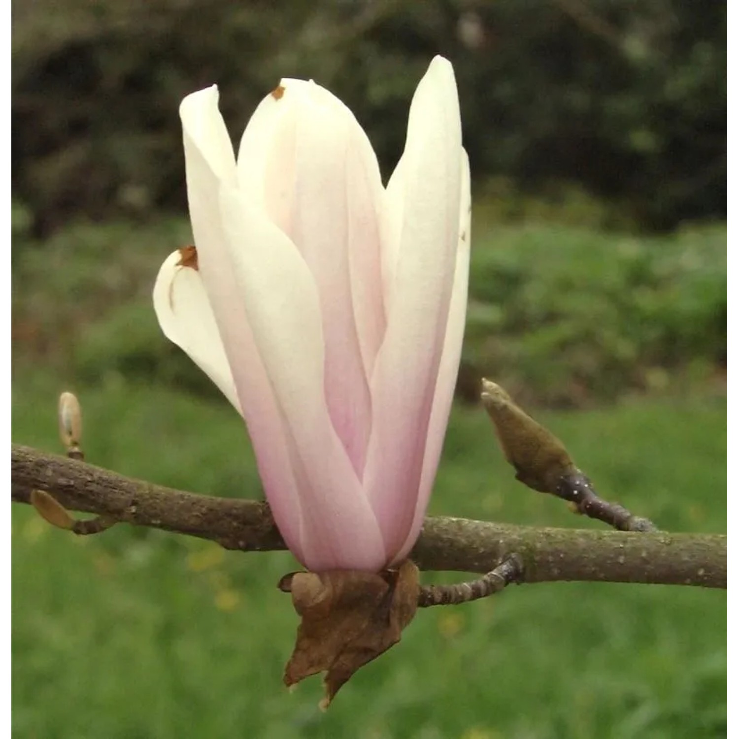 Magnolie Sunsation 80-100cm - Magnolia