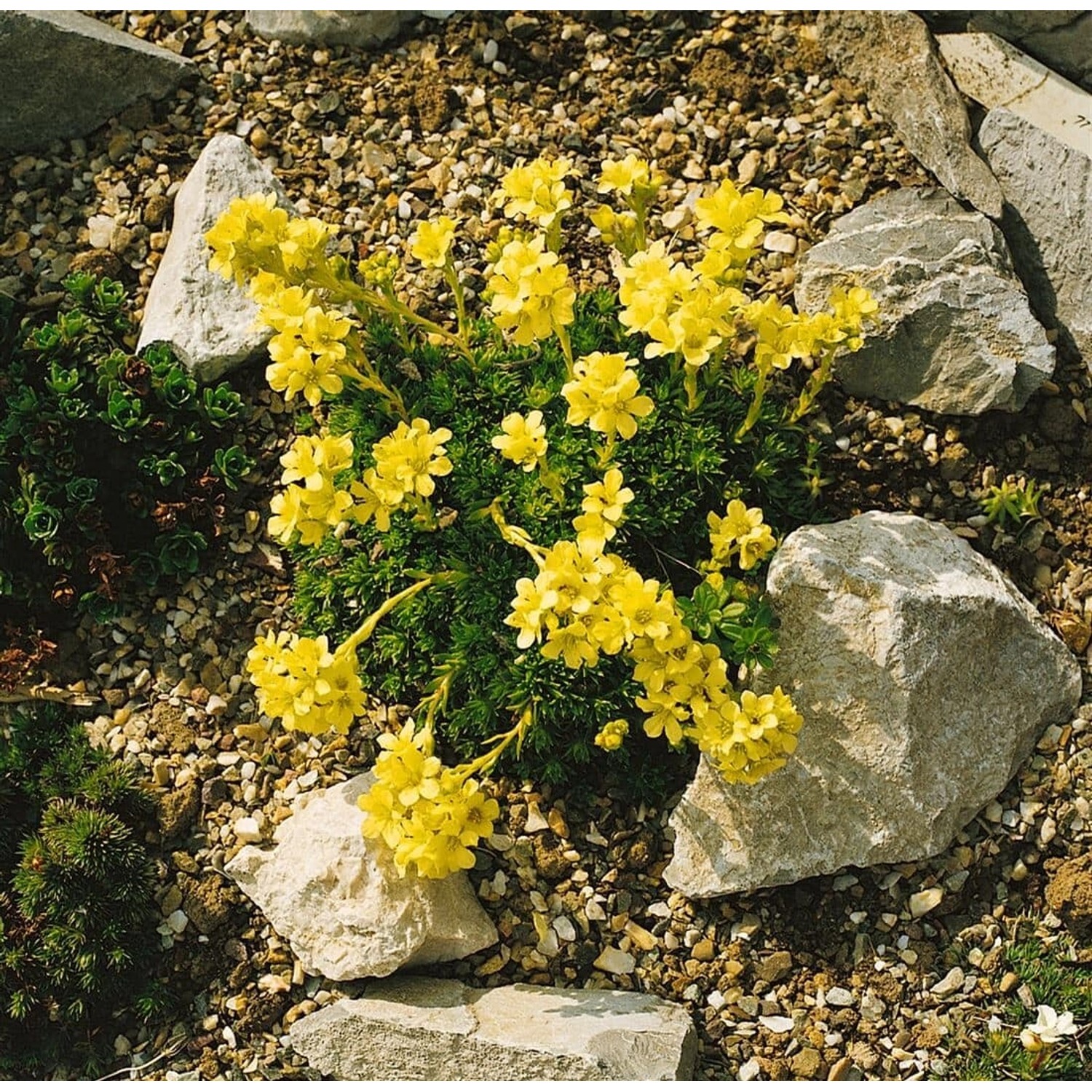 Saxifraga X Apiculata Steinbrech Ca. 9x9 cm Topf Kompakt günstig online kaufen