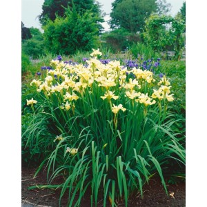 Sibirische Schwertlilie 'Butter And Sugar' mit gelb-weißen Blüten im Garten.