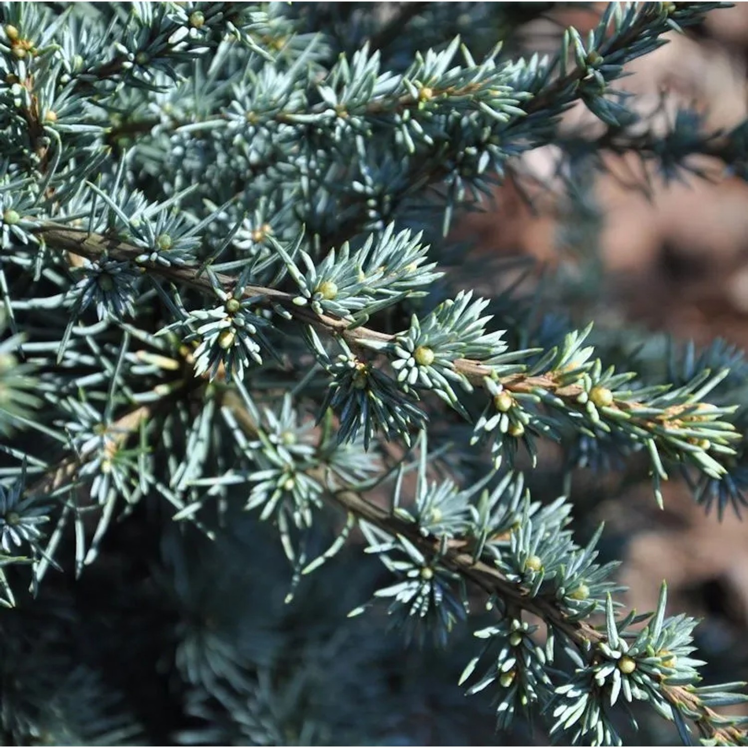 Atlaszeder Silberspitz 80-100cm - Cedrus atlantica