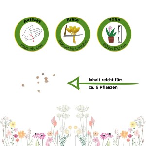 Samen der Birnenmelone 'Pepino' von Deine Gartenwelt: Infos zu Aussaat, Ernte und Pflanzenhöhe.