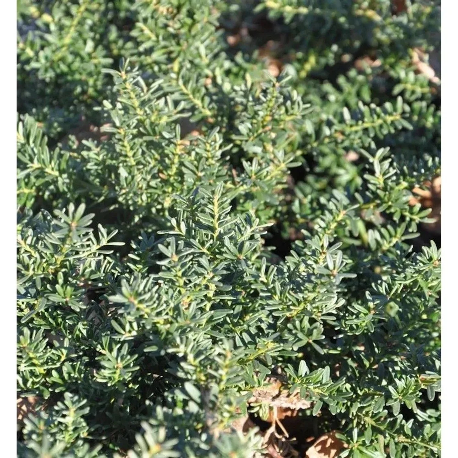 Alpen Steineibe Blue Gem 30-40cm - Podocarpus,awrencei