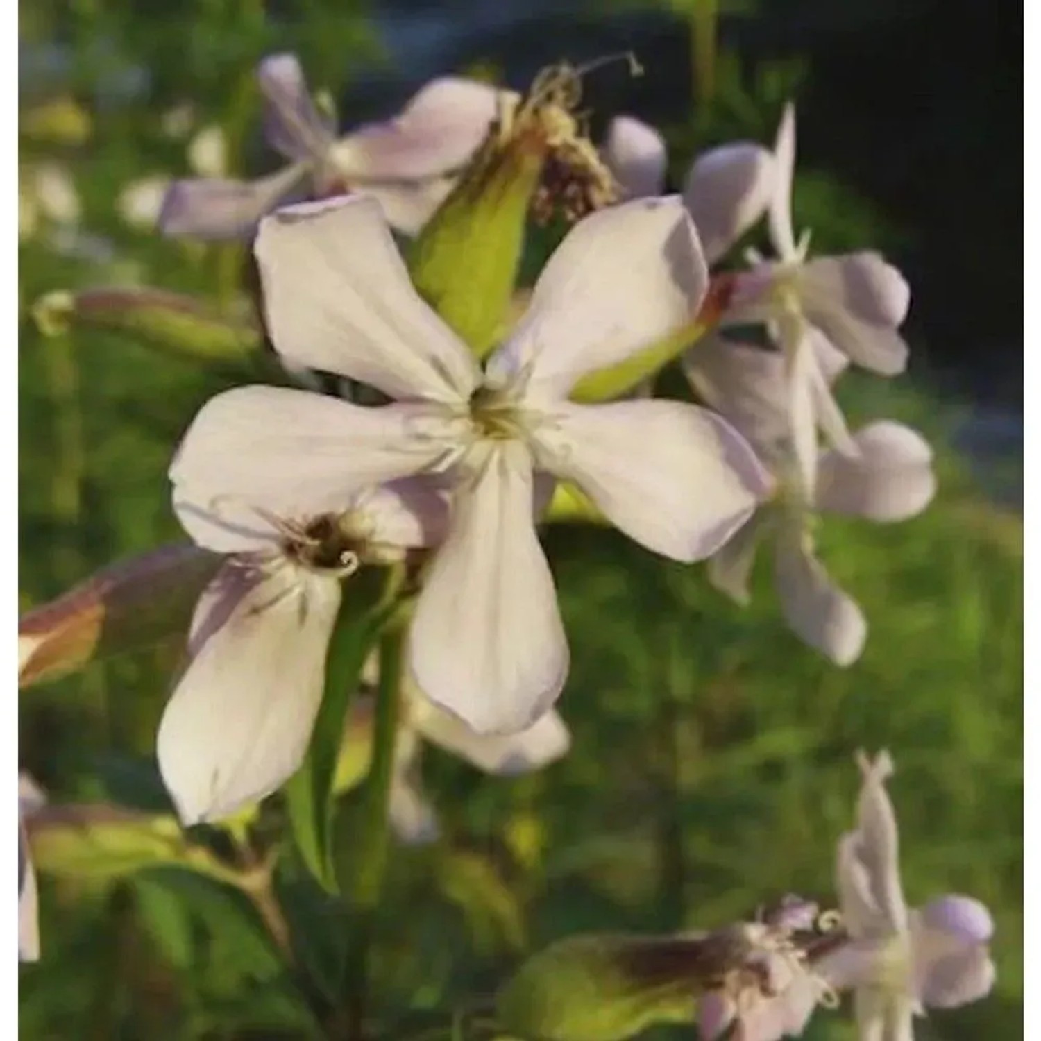 Gewöhnliches Seifenkraut Plena - Saponaria officinalis
