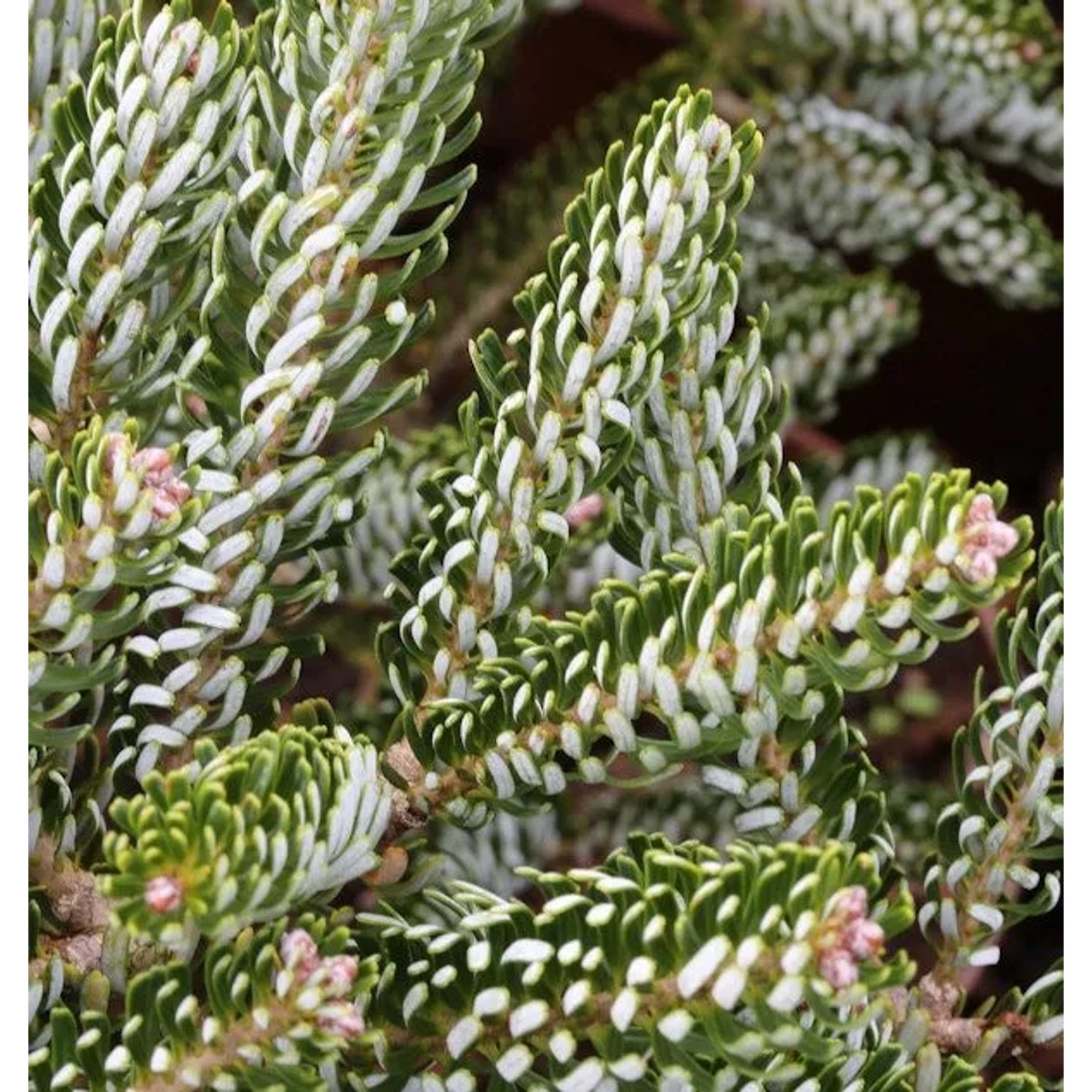 Koreatanne Silver Star 20-25cm - Abies koreana