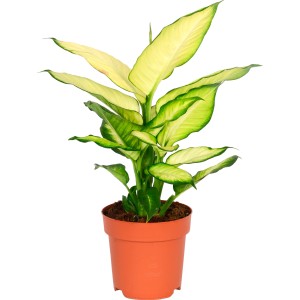 Dieffenbachie im Topf, eine dekorative Grünpflanze mit hellgrün-weiß panaschierten Blättern.