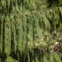 Detailaufnahme der Nootka-Scheinzypresse 'Pendula' mit hängenden, grünen Zweigen.