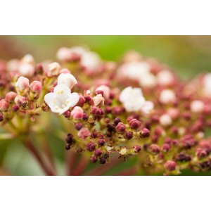 Nahaufnahme des blühenden Lorbeer-Schneeballs 'Viburnum Tinus Purpurea' mit weißen Blüten und purpurfarbenen Knospen.
