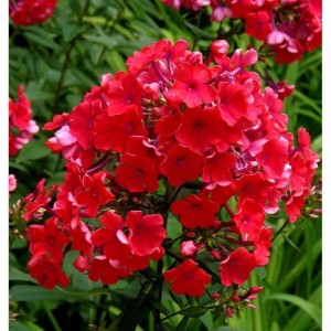 Leuchtend rote, hohe Flammenblume Starfire (Phlox paniculata) im Gartenbeet.