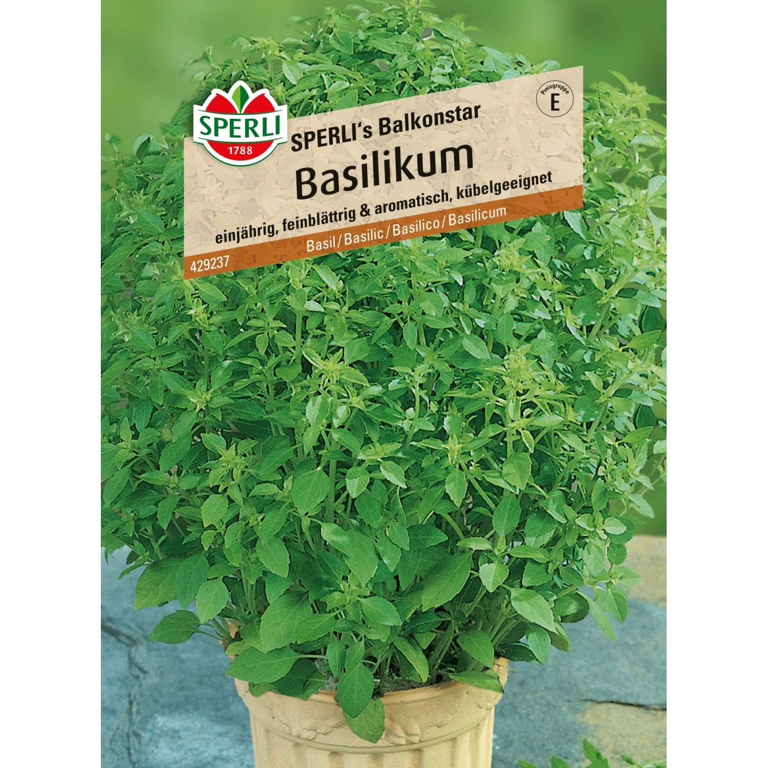 Sperli Basilikum "Sperlis Balkonstar"