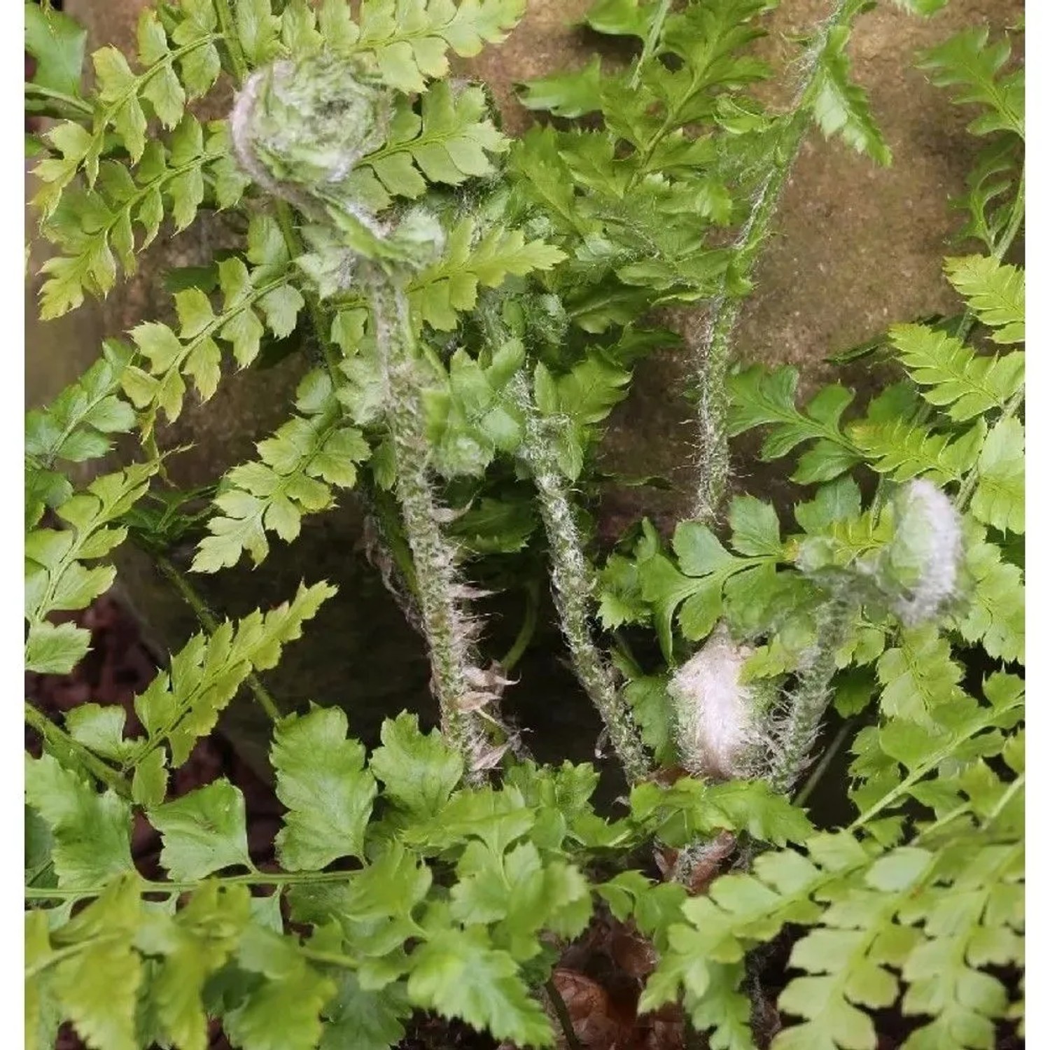 Weicher Schildfarn - großer Topf - Polystichum setiferum