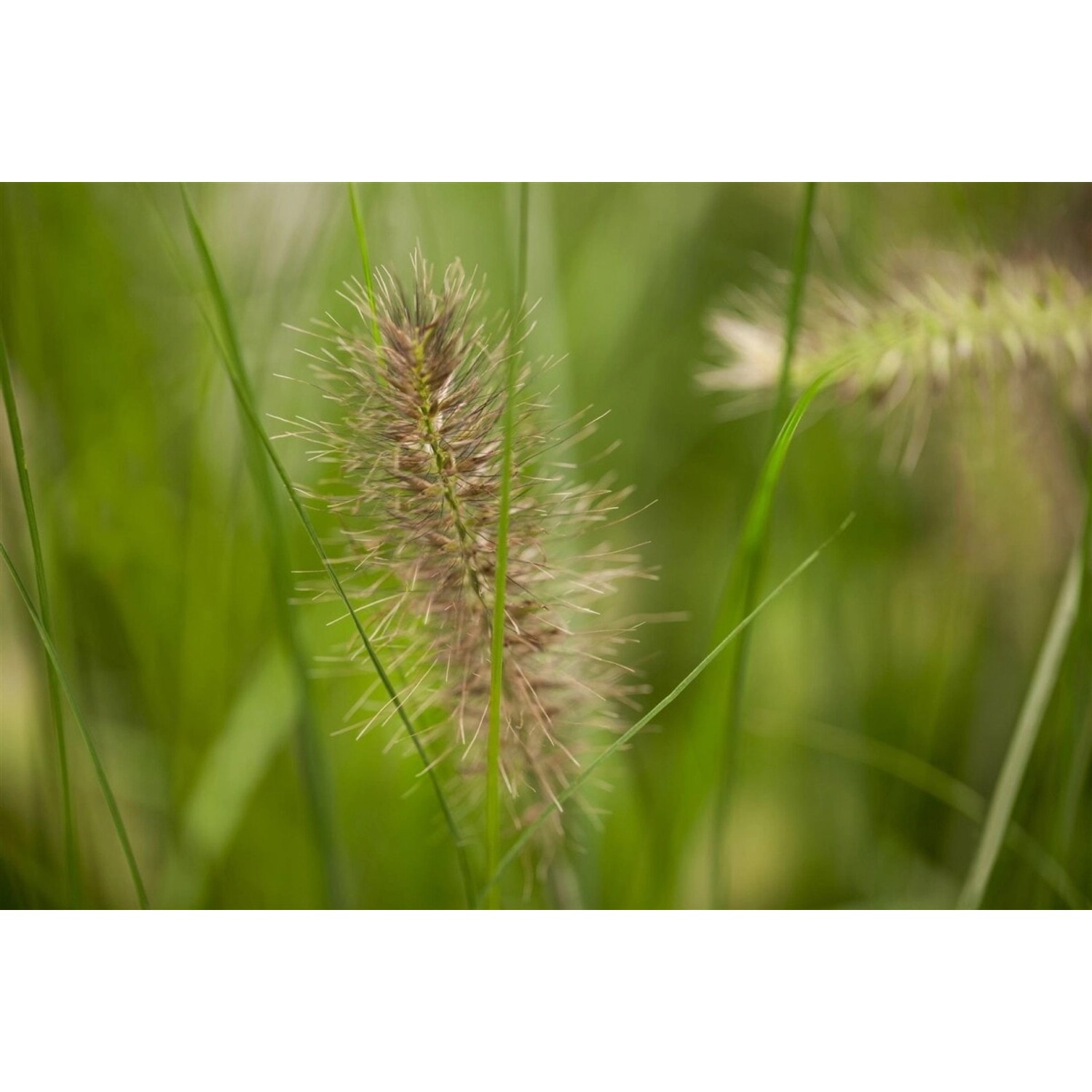 Pennisetum Alopecuroides Little Bunny Lampenputzergras Ca. 13 cm Topf günstig online kaufen