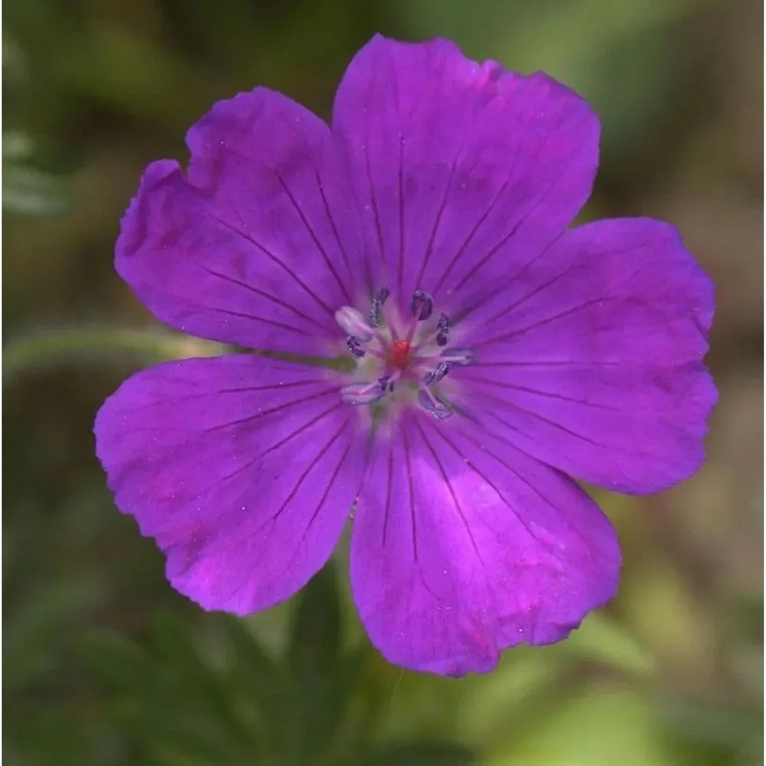 Storchenschnabel Shooting Star - Geranium sanguineum