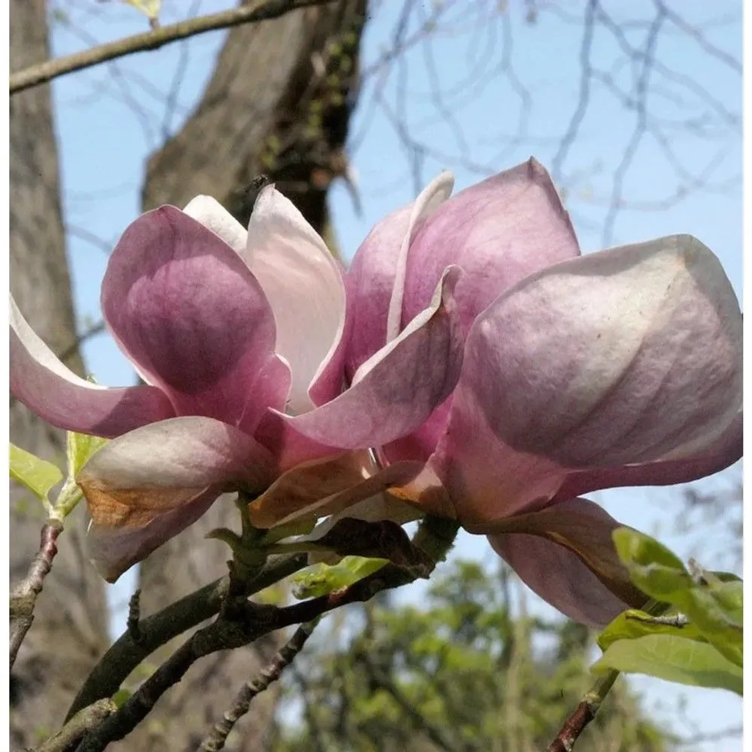 Tulpen Magnolie Rustica Rubra 100-125cm - Magnolia soulangiana
