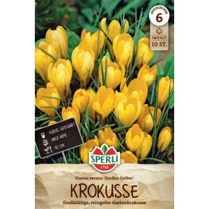 Sperli Gartenkrokus 'Großer Gelber' mit leuchtend gelben Blüten.
