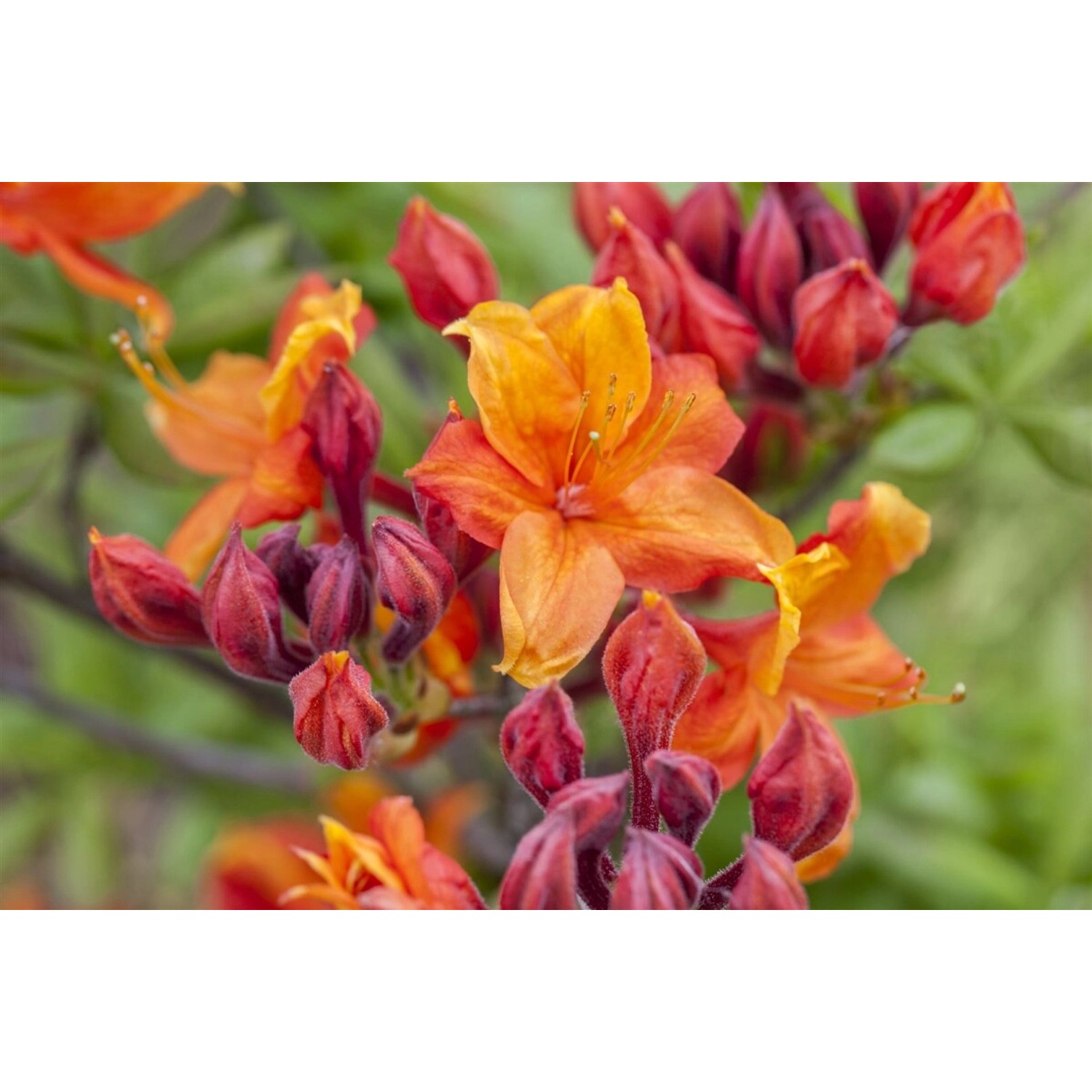 Rhododendron Luteum Sunny Boy Gelb 30–40 cm günstig online kaufen