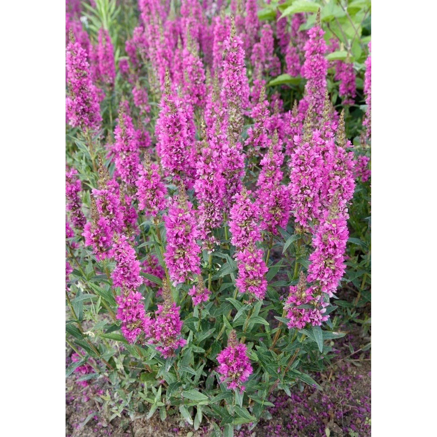 Lythrum Salicaria Robert Blutweiderich Ca. 11x11 cm Topf günstig online kaufen