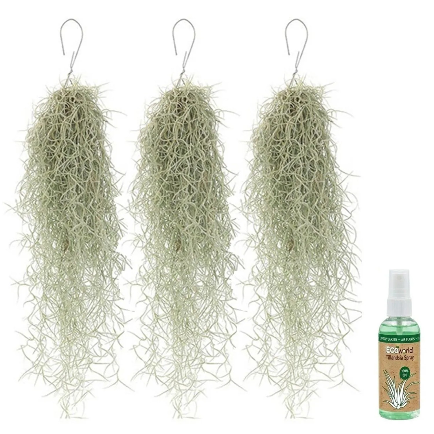 Vdvelde Tillandsia Spanisches Moos 3 Stück   Luftpflanze Für Dekoration