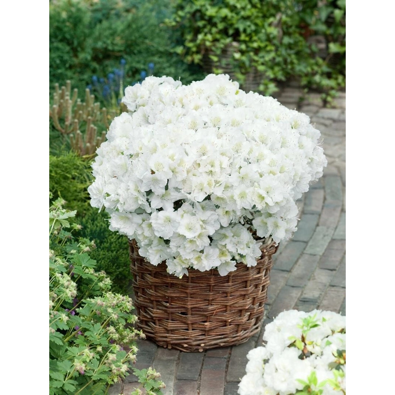 Rhododendron Obtusum 'Maischnee' im Korb: Strauch mit weißen Blüten.