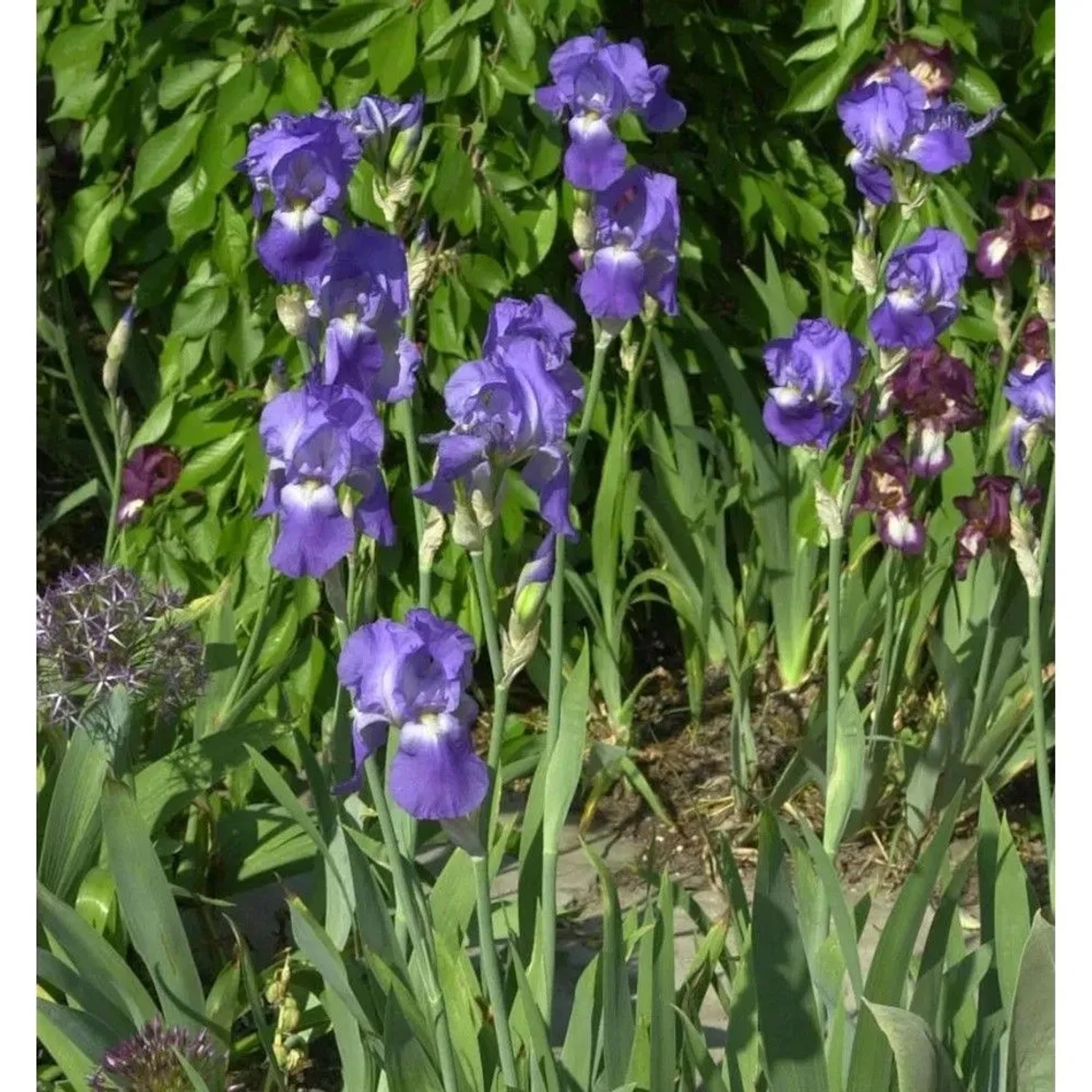 Schwertlilie Harbor Blue - Iris barbata