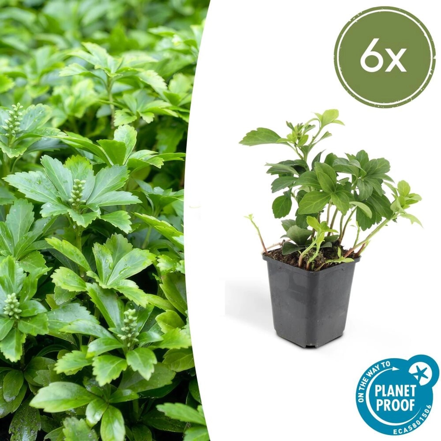 6er-Set: Schattengrün Bodendecker 'Green Carpet' im 9cm Topf. Immergrüne, dichte Bepflanzung.