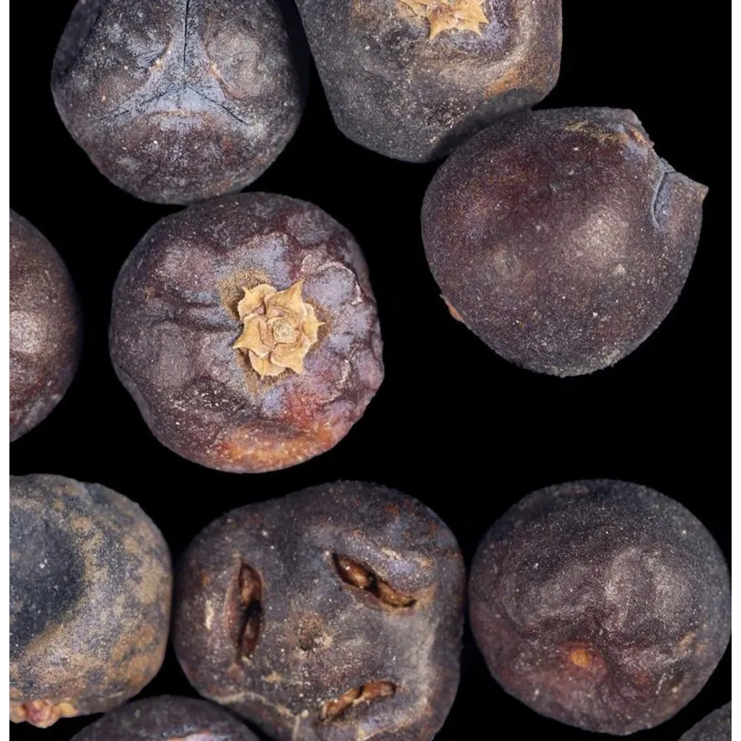 Gewürzwacholder entwickelt Beeren 40-60cm - Juniperus communis