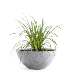 Hellgraue Pflanzwerk Pflanzschale Bowl Premium Lava 36 cm mit grüner Pflanze.