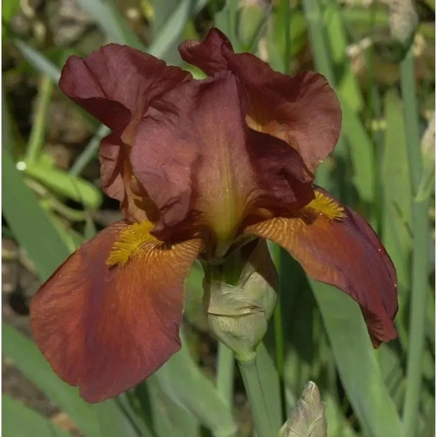 Schwertlilie Attention Please - Iris barbata
