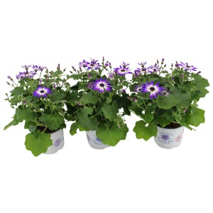 Drei Töpfe Greiskraut Senetti Violet Bicolor mit lila-weißen Blüten.