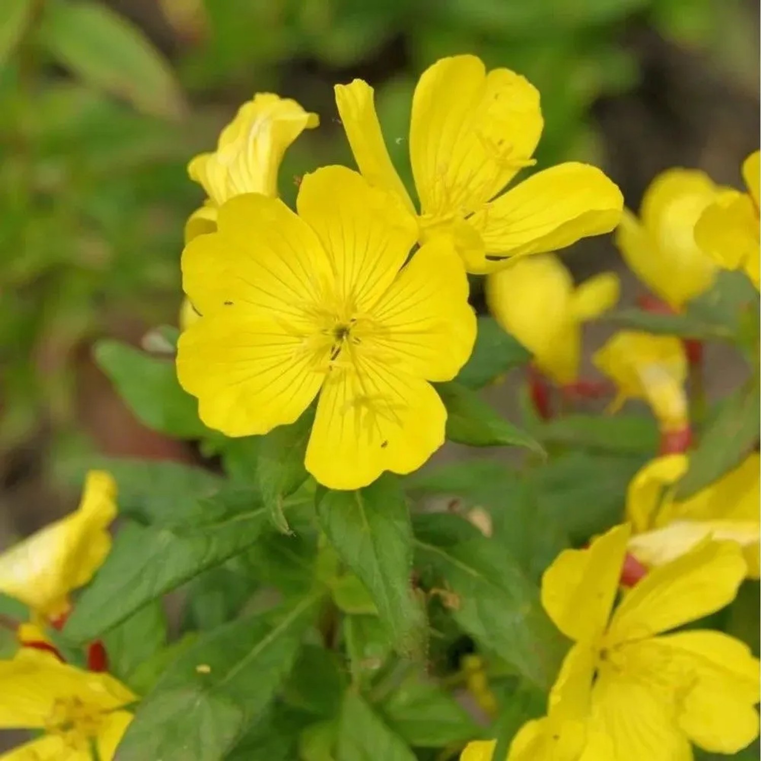 Duftende Nachtkerze Sulphurea - Oenothera pilosella