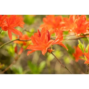 Leuchtend orange Azalee (Rhododendron Mollis X Sinensis) mit grünen Blättern.