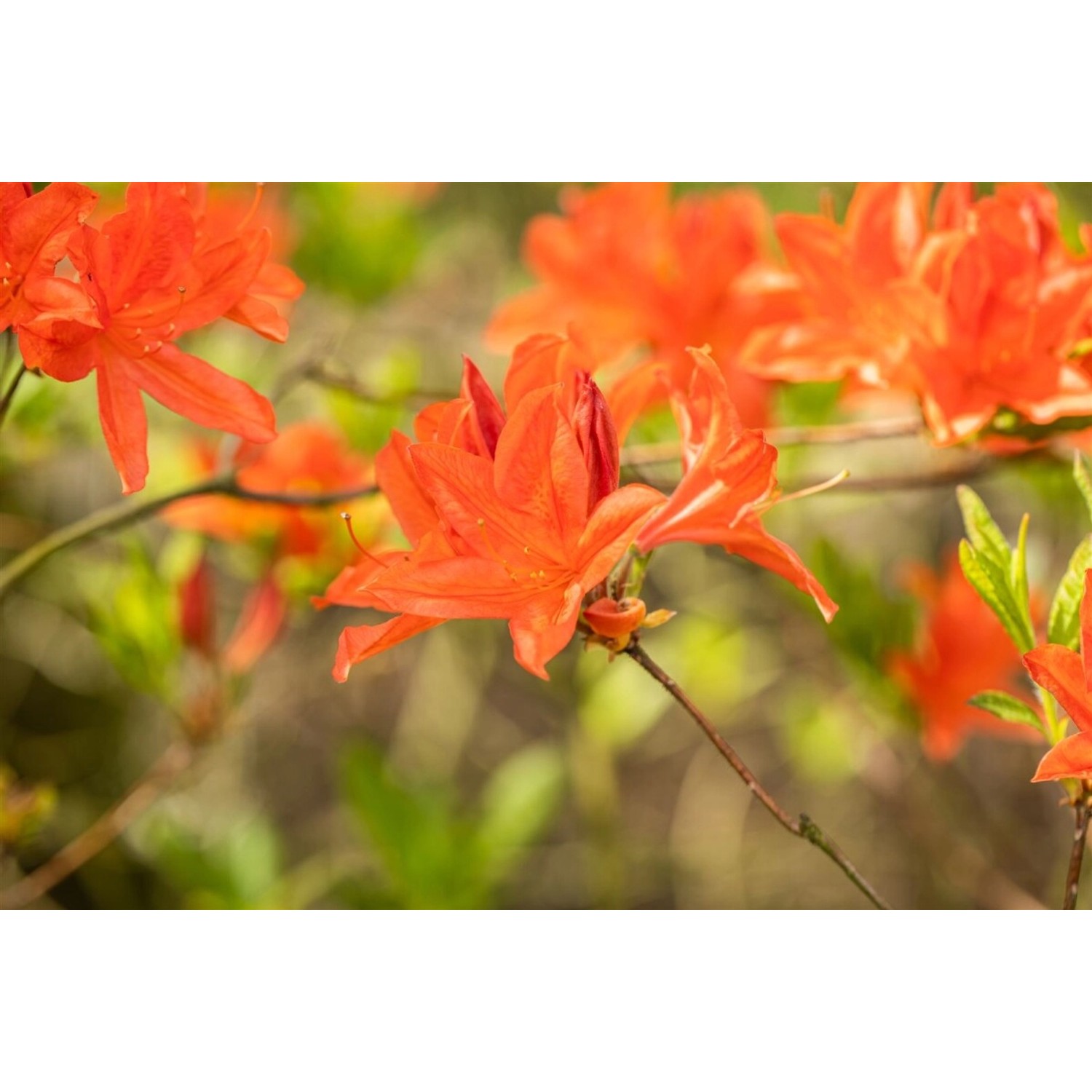 Rhododendron Mollis X Sinensis Azalee 40-50 cm günstig online kaufen