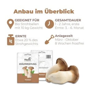 Hawlik Kräuterseitling Pilzbrut Dübel für Pilzzucht auf Strohballen. Packung, frische Pilze & Anbau-Übersicht.