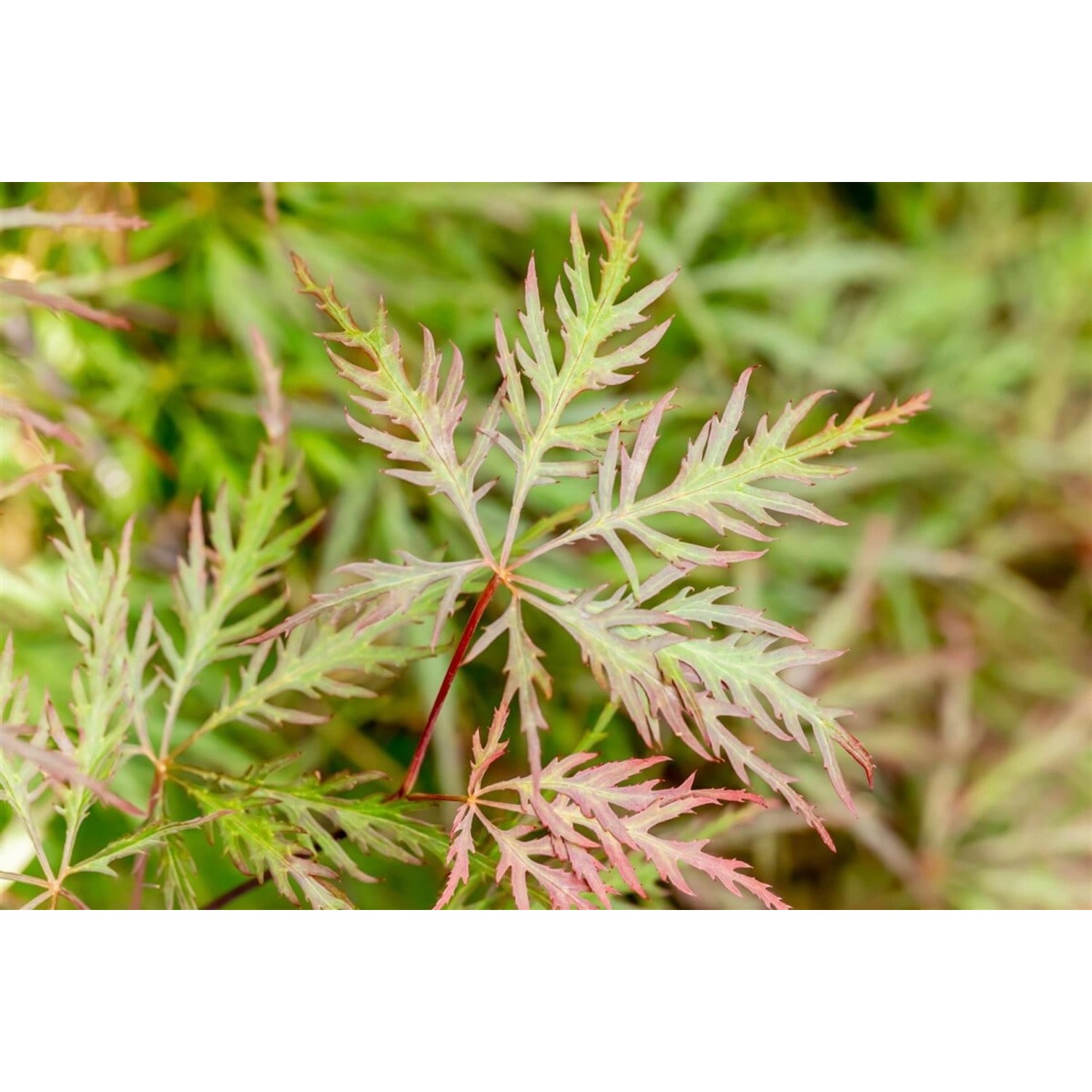 Acer Palmatum Dissectum Stella Rossa Japanischer Ahorn Rot 80–100 cm günstig online kaufen