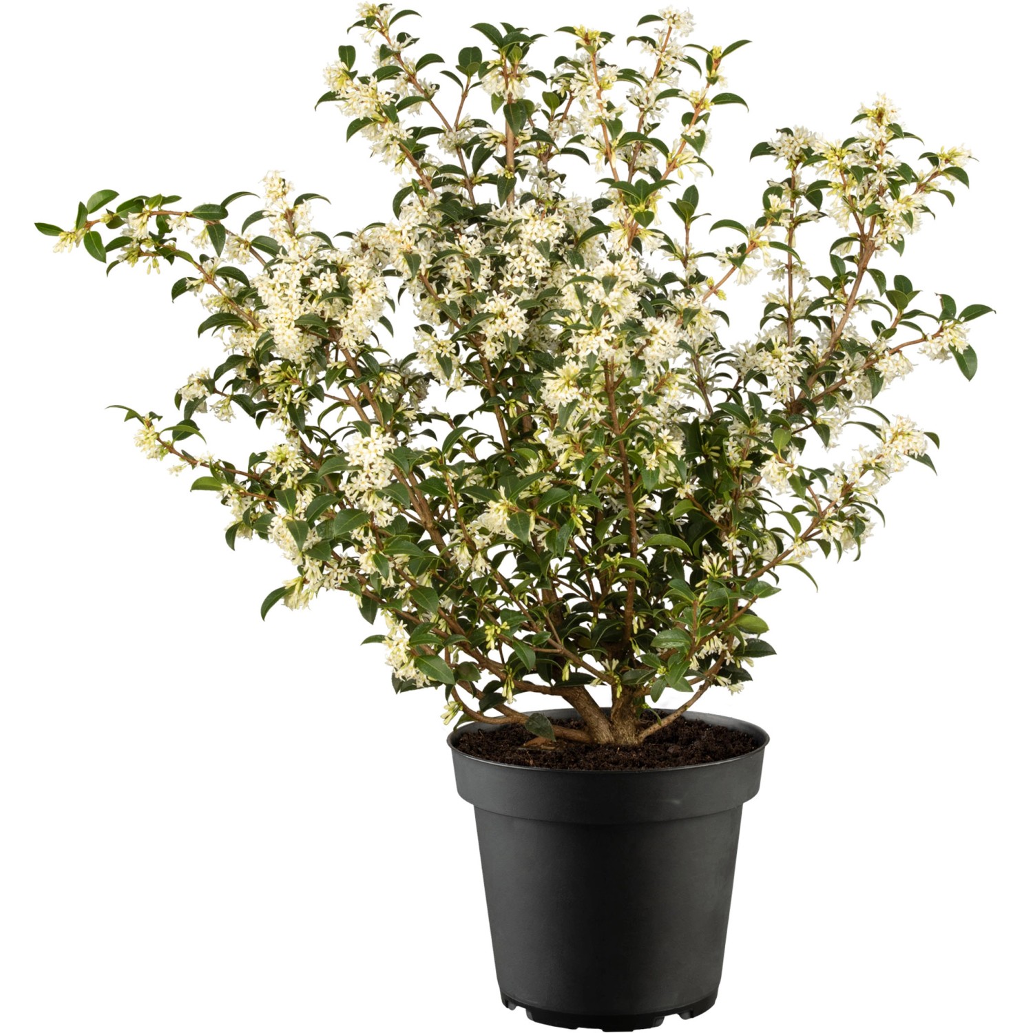 Frühlingsduftblüte Höhe ca. 50 - 70 cm Topf ca. 7,5 l Osmanthus burkwoodii günstig online kaufen