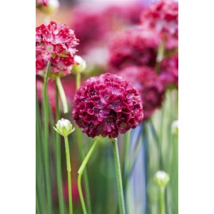 Grasnelke Armeria Pseudarmeria im 9x9 cm Topf mit leuchtend rosa Blüten.
