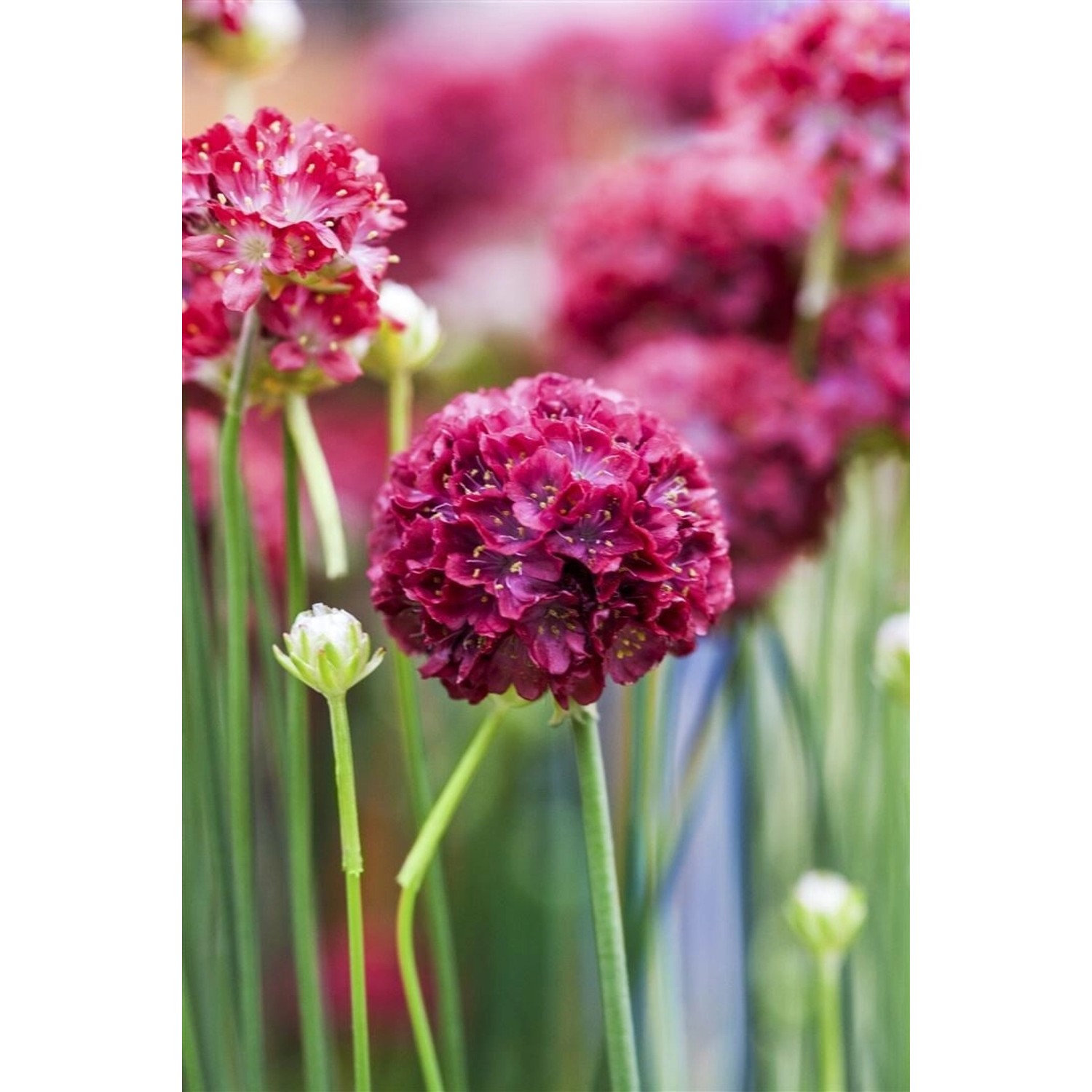Armeria Pseudarmeria Grasnelke Ca. 9x9 cm Topf günstig online kaufen
