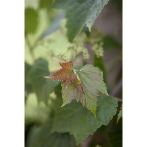 Nahaufnahme der Blätter der Ampelopsis Porzellanbeere, einer Kletterpflanze mit dekorativen Blättern.