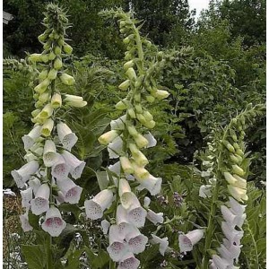 Blühender Fingerhut Excelsior (Digitalis purpurea) mit weißen, glockenförmigen Blüten und grünen Stängeln.