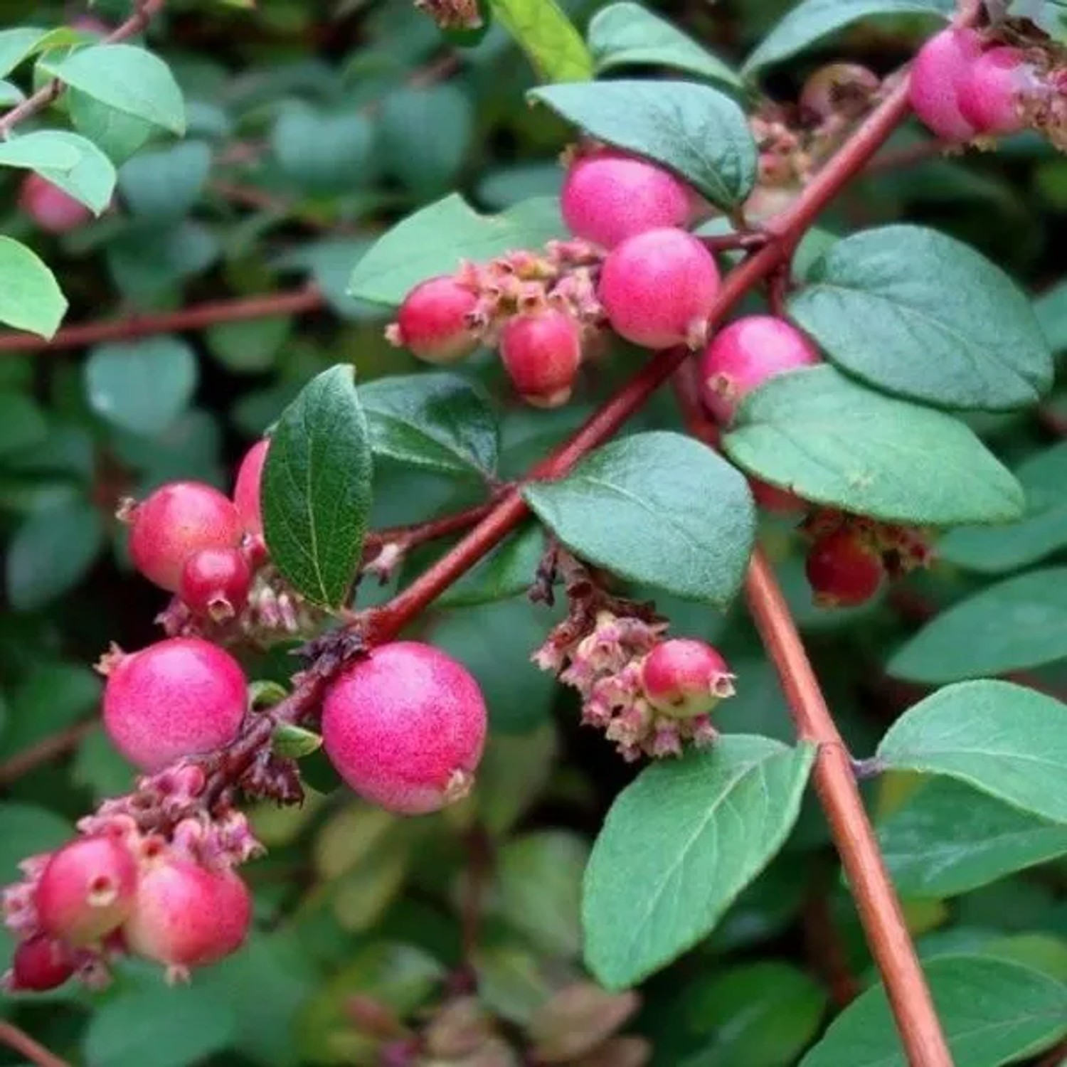 Purpurbeere 'Hancock' Symphoricarpos chenaultii 50 bis 60 cm im Container Bodendeckend