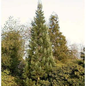 Hoher Blauer Kalifornischer Mammutbaum (Sequoiadendron giganteum) mit blaugrünen Nadeln, konische Form, Gartenpflanze.