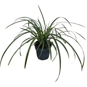 Segge Icedance im Topf, weiß-grüne Blätter, Ziergras für Beet und Kübel.