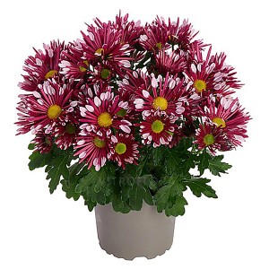 Chrysantheme "Solinea" im Topf, rot-weiße Blüten, Topf-Ø ca. 14 cm.
