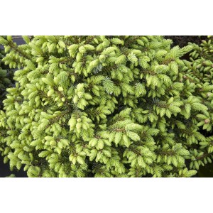 Kompakte, grüne Serbische Fichte 'Nana' mit 40 cm Stammhöhe, ideal für kleine Gärten und Kübel.