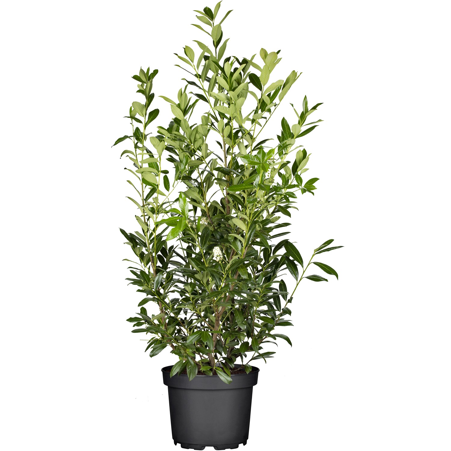 GROW by OBI Kirschlorbeer Caucasica Höhe ca. 100 cm Topf ca. 10 l Prunus